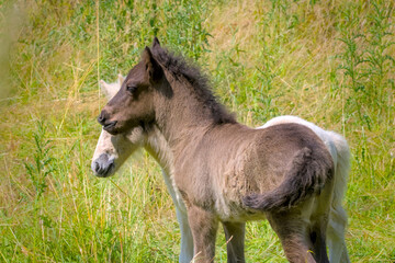 A dark and a white foal of Icelandic horses are playing together in the meadow