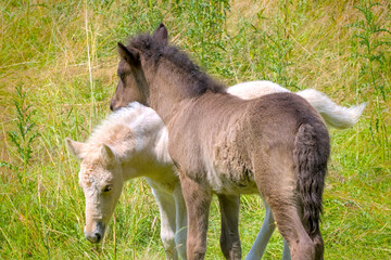 Fototapeta premium A dark and a white foal of Icelandic horses are playing together in the meadow