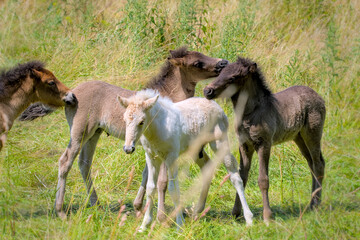 Obraz na płótnie Canvas a group of cute colourful Icelandic Horse foals are playing in the meadow