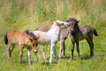 a group of cute colourful Icelandic Horse foals are playing in the meadow