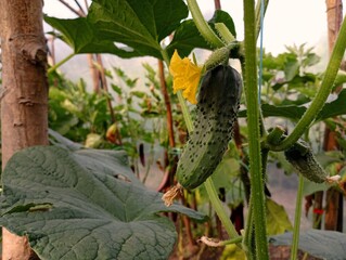 A delicious green natural cucumber ripens near a yellow cucumber flower in a home field field.