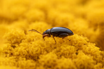flea beetle sits on a yellow flower and sunbathes