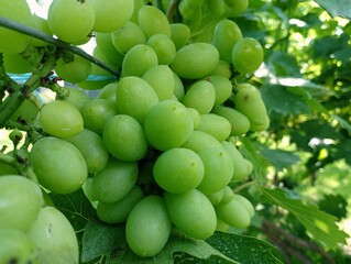 Green fresh ripe grapes on the vine. Bunch of grapes. Delicious homemade grapes of table varieties.