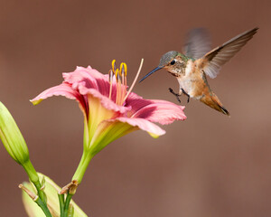 Allen's Hummingbird