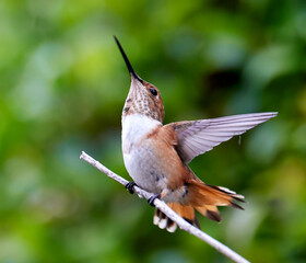 Allen's Hummingbird