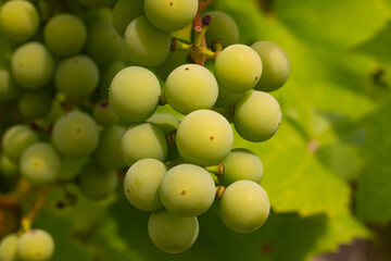Bunches of green grapes - unripe fruits of the vine