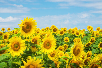 field of sunflowers blue sky without clouds