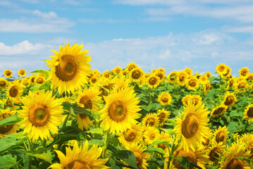 field of sunflowers blue sky without clouds