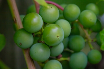 Bunches of green grapes - unripe fruits of the vine