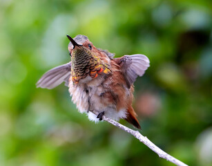 Allen's Hummingbird
