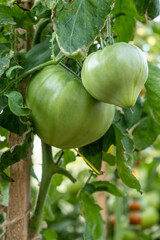 A lot of green tomatoes on a bush in a greenhouse. Tomato plants in greenhouse. Green tomatoes plantation. Organic farming, young tomato plants growth in greenhouse.