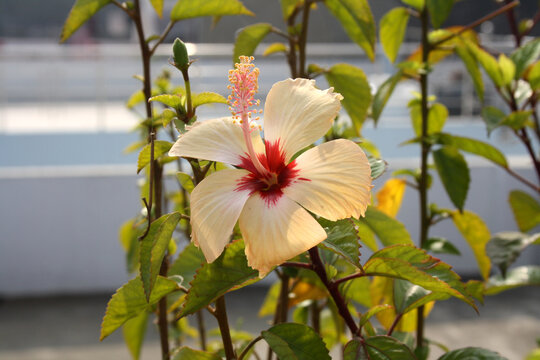Peach colored Chinese hibiscus (Hibiscus rosa-sinensis) in bloom : (pix Sanjiv Shukla)