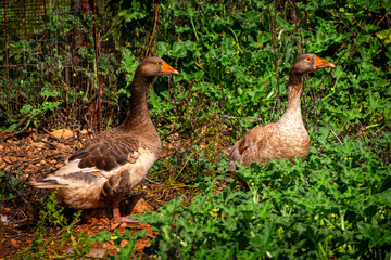 two geeses