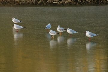 flock of gulls standing on frozen water