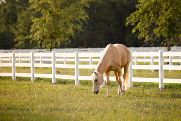 Palomino horse grazing in a pasture with a white fence. 
