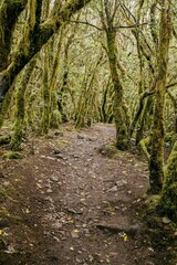 Winding trail cutting through a lush, moss-covered forest