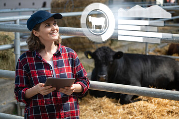 Woman farmer with tablet computer inspects cows at a dairy farm. Herd management..