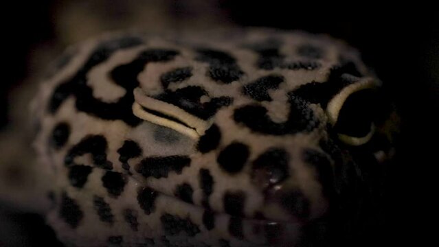 Macro of a leopard gecko head.
