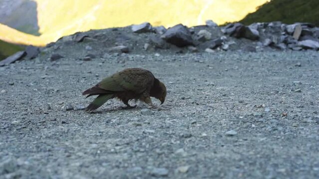 A green kea (alpine parrot) stands on a rocky outcrop, Fiordland, New Zealand. Misty sky background.