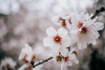 Vibrant arrangement of cherry blossoms growing on a tree branch