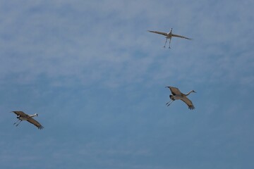 Sandhill cranes, Grus canadensis birds flying high in the blue sky