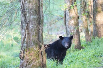 Wild black bear at Cades Cove in the Great Smokey Mountains National Park