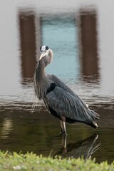 Great blue heron in Florida by a small lake with reflections of a house window in background