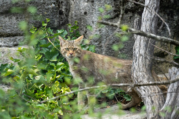 lynx in the woods