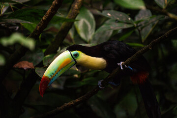 toucan on a branch