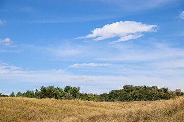 Fototapeta na wymiar Lush grassy field with a line of trees in Khao Yai, Thailand