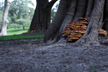 Fototapeta na wymiar Tree stump with mushrooms growing from its surface