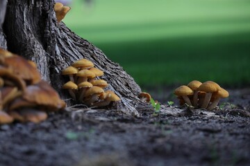 Tree stump with mushrooms growing from its surface