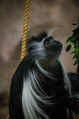 Fototapeta na wymiar Vertical portrait of an adorable monkey (Colobus Angolensis)