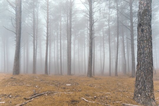 Group of leafless trees in the forest on a foggy day - Powered by Adobe