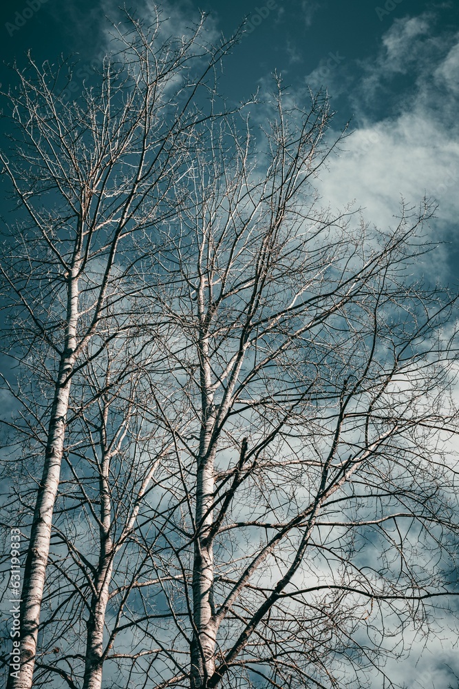 Poster cluster of leafless trees beneath a cloudy sky.