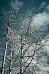 Cluster of leafless trees beneath a cloudy sky.