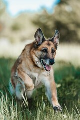 German Shepherd running joyfully through lush green grass with tongue lolling out happily