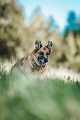 German Shepherd running joyfully through lush green grass with tongue lolling out happily