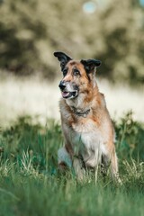 German Shepherd in lush green grass with tongue lolling out happily