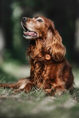 Vertical shot of an Irish Setter breed of dog running joyfully through a lush, green forest