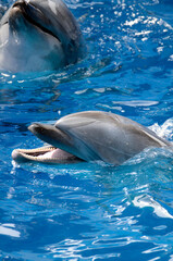 Obraz premium イルカ
