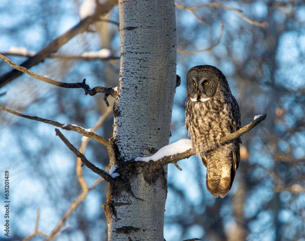 Poster beautiful great grey owl perched atop a tree branch, gazing into the wintery landscape.