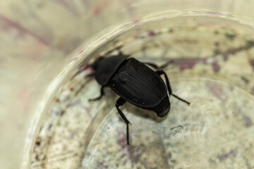 Macro shot of a mervoed beetle.