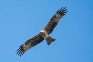 Majestic bald eagle soaring through the sky with its long and slender wings outstretched © Ganga Raj Sunuwar/Wirestock Creators