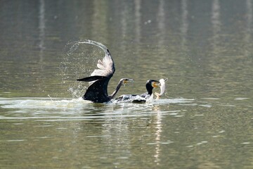Flock of birds perched in the tranquil pond, fishing in the still waters