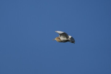 Majestic bird is soaring through the clear blue sky