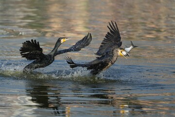 Flock of birds perched in the tranquil pond, fishing in the still waters
