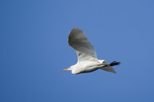 Aerial shot of a Cattle Egret soaring gracefully through a clear blue sky