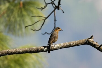 Fototapeta premium Chestnut-bellied rock thrush on a thin tree branch illuminated by the sun