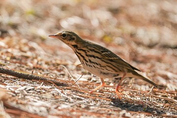 Olive-backed Pipit stands in the dirt, its feathers adorned with leaves and dried vegetation